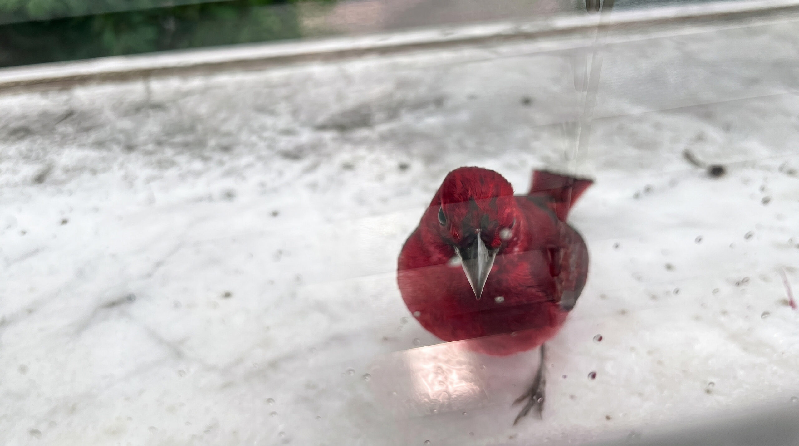 Red bird facing its reflection through a window, representing repeated effort without progress