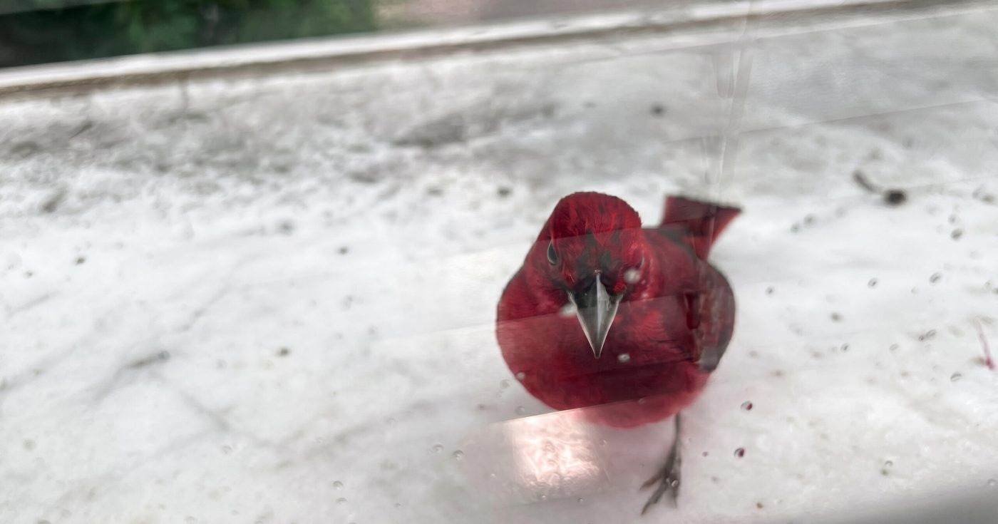 Red bird facing its reflection through a window, representing repeated effort without progress